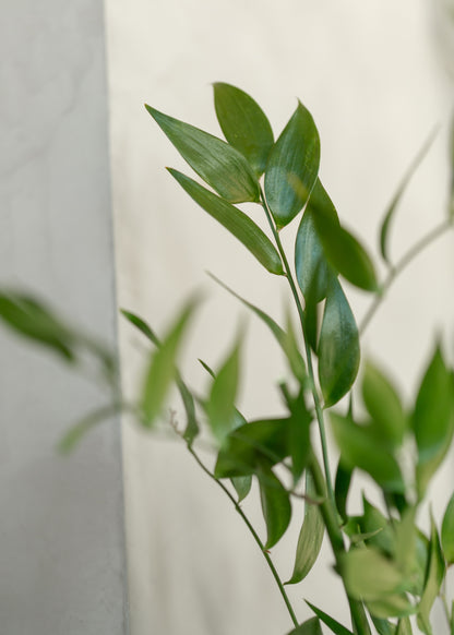 Leafy Green Ruscus Bush